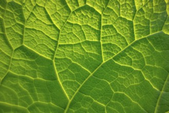 Full frame abstract green plant leaf closeup