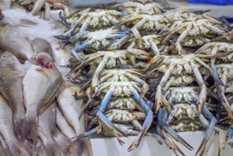 Lots of seafood seen at a market in Dubai