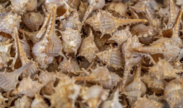 Full frame shot showing lots of spiky marine snail shells