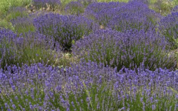 Full frame sunny illuminated flowering lavender field detail seen in the Provence region of