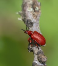 Onion beetle on a twig in green blurry ambiance
