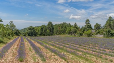 Sunny illuminated lavender field seen in the Provence region of southern France