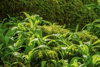 Sunny illuminated fresh green ramsons vegetation at spring time