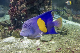 Halfmoon angelfish in natural underwater ambiance