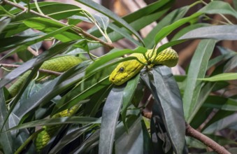 Western green mamba in green foliage ambiance