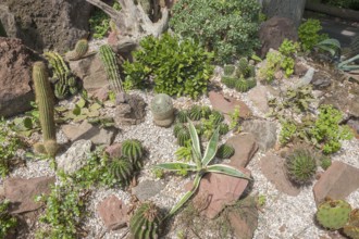 Sunny illuminated scenery including lots of various cacti plants