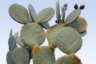 Low angle closeup shot showing a prickly pear cactus light blue back