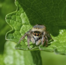 Frontal closeup shot of a jumping spider on a green leaf in sunny ambiance