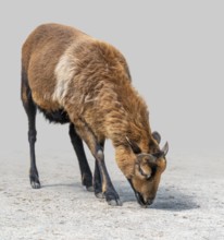 Brown goat on stony ground gradient isolated in light back