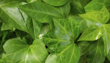 Full frame sunny illuminated ivy leaves closeup