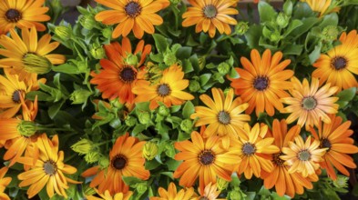 Closeup shot of some orange colored chrysanthemum flowers in sunny ambiance