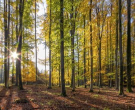 Idyllic forest scenery at autumn time in Southern Germany