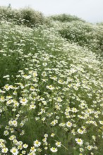 Natural field with lots of blooming Camomile plants