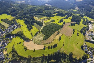 Aerial view, Christmas tree cultivation fields, Heinsberg, Kirchhundem, Sauerland, North
