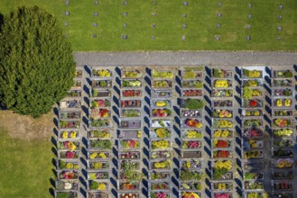 Aerial view, Langenei cemetery with colourful flower grave field, shapes and colours, Langenei,