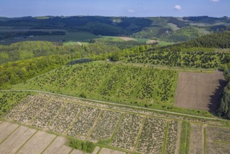 Aerial view, tree plantations meadows and fields, forest area near Velmede, Velmede, Bestwig,