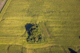 Aerial view, triangular group of trees in a field on Lünener Straße, field, field, group of trees,