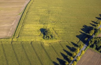 Aerial view, triangular group of trees in a field on Lünener Straße, field, field, group of trees,