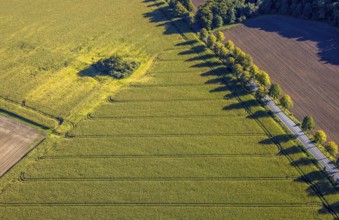Aerial view, triangular group of trees in a field on Lünener Straße, field, field, group of trees,