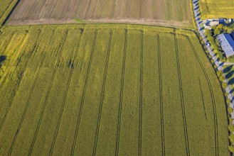 Aerial view, triangular group of trees in a field on Lünener Straße, field, field, group of trees,
