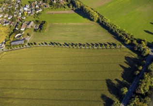 Aerial view, triangular group of trees in a field on Lünener Straße, field, field, group of trees,