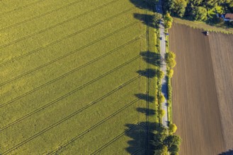 Aerial view, triangular group of trees in a field on Lünener Straße, field, field, group of trees,