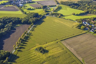 Aerial view, triangular group of trees in a field on Lünener Straße, field, field, group of trees,