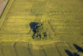 Aerial view, triangular group of trees in a field on Lünener Straße, field, field, group of trees,