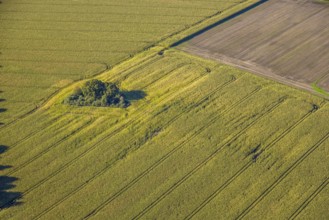 Aerial view, triangular group of trees in a field on Lünener Straße, field, field, group of trees,