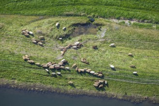 Aerial view, grazing sheep in a meadow, Wehrstapel, Meschede, Sauerland, North Rhine-Westphalia,