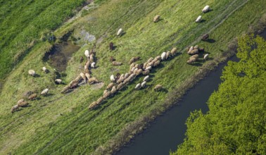 Aerial view, grazing sheep in a meadow, Wehrstapel, Meschede, Sauerland, North Rhine-Westphalia,