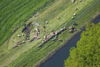 Aerial view, grazing sheep in a meadow at the river Luchtmücke, Wehrstapel, Meschede, Sauerland,