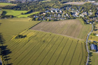 Aerial view, triangular group of trees in a field on Lünener Straße, field, field, group of trees,