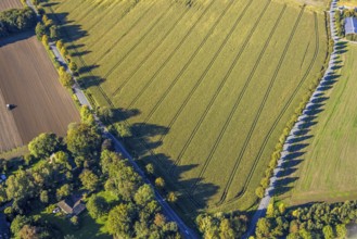 Aerial view, triangular group of trees in a field on Lünener Straße, field, field, group of trees,