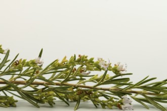 Close-up of a rosemary sprig, showcasing its vibrant green needles and delicate white flowers,