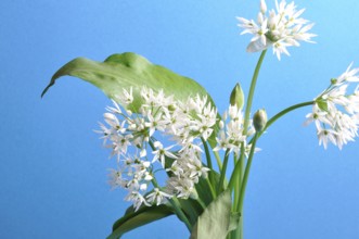 Wild garlic studio shot