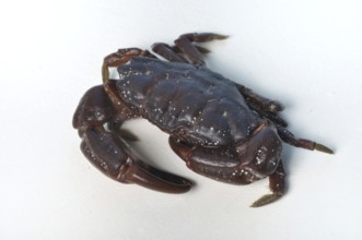 Crab on a white background