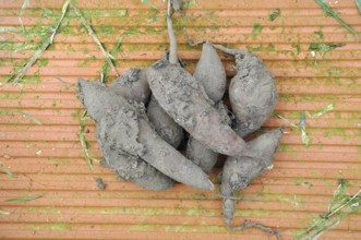 Yacon harvest in a garden