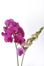 Sweet peas on a white background
