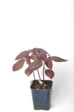 Perilla shiso on a white background