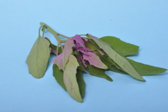 Atriplex hortensis, Chenopod on a blue background