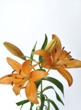 Studio shot of orange lily