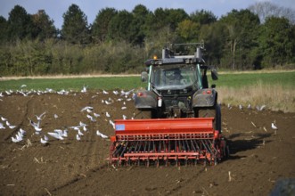 Plow tractor surrounded by seagulls