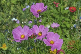 Flower meadow with ornamental basket (Cosmos bipinnatus), and bee (Apiformes or Anthophila),