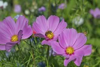 Flower meadow with ornamental basket (Cosmos bipinnatus), and bee (Apiformes or Anthophila),