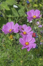 Flower meadow with ornamental basket (Cosmos bipinnatus), and bee (Apiformes or Anthophila),
