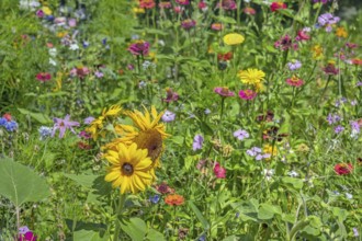Colourful flower meadow with sunflowers (Helianthus annuus), Dornbirn, Vorarlberg, Austria