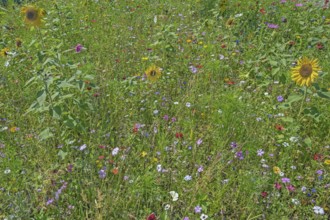 Colourful flower meadow with sunflowers (Helianthus annuus), Dornbirn, Vorarlberg, Austria