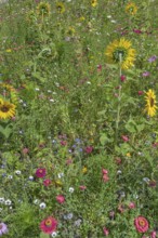 Colourful flower meadow with sunflowers (Helianthus annuus), Dornbirn, Vorarlberg, Austria