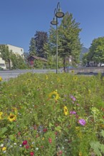 Street lamp and colourful flower meadow with sunflowers (Helianthus annuus), Dornbirn, Vorarlberg,